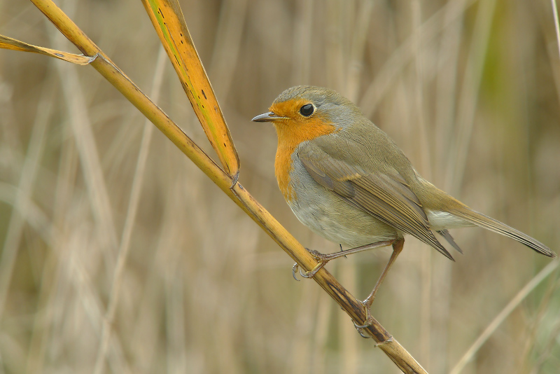 Pettirosso in Digiscoping